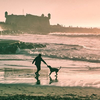 ペットとの海での思い出