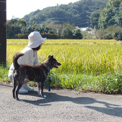 家族の犬