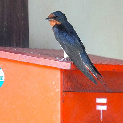 郵便受けにとまるツバメ