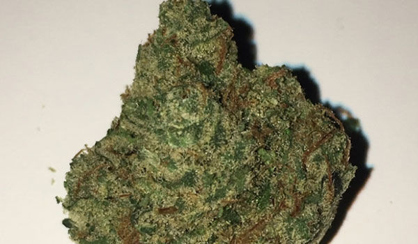 Khufu Strain Growing