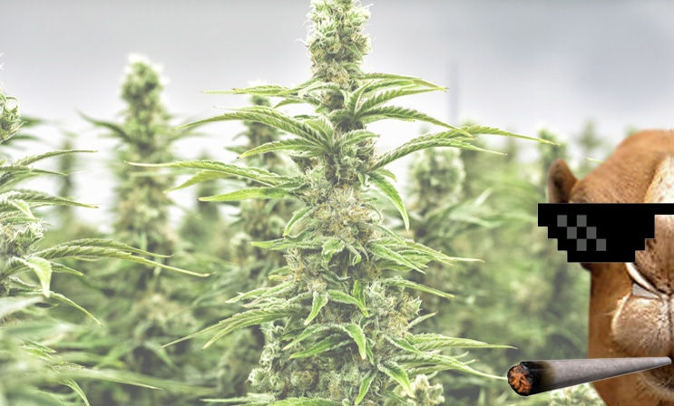 marijuana stocks hump day 420