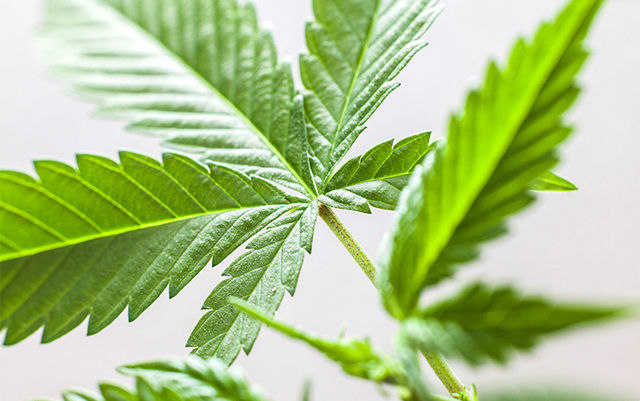 NY-settles-for-expanded-decrim-after-failure-of adult-use-legalization