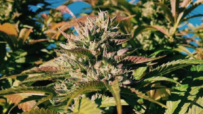 strawberry kush strain marijuana cannabis