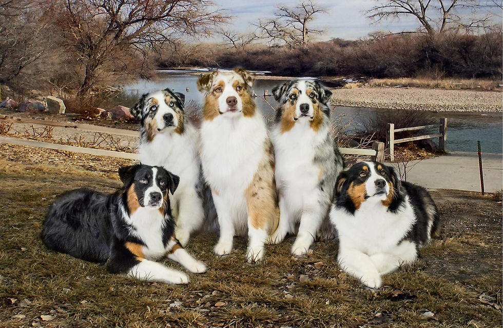Artemisia Aussies