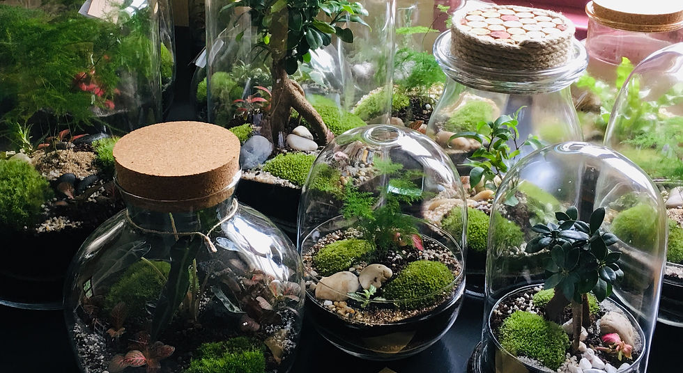 terrariums