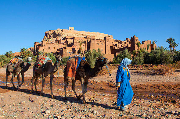 Nomads and camels - Morocco