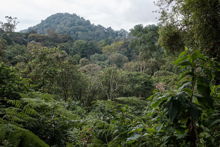 Hanspeter Gass Virunga