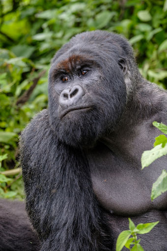 Virunga01571.jpg