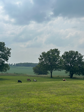 Goats in a farm field