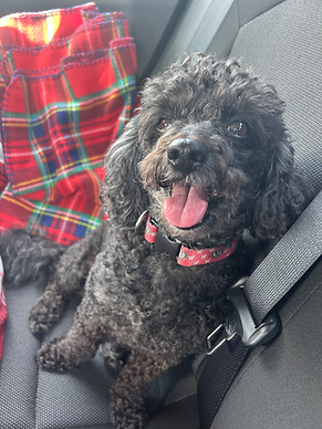 Black dog with tongue out in the back seat of a car