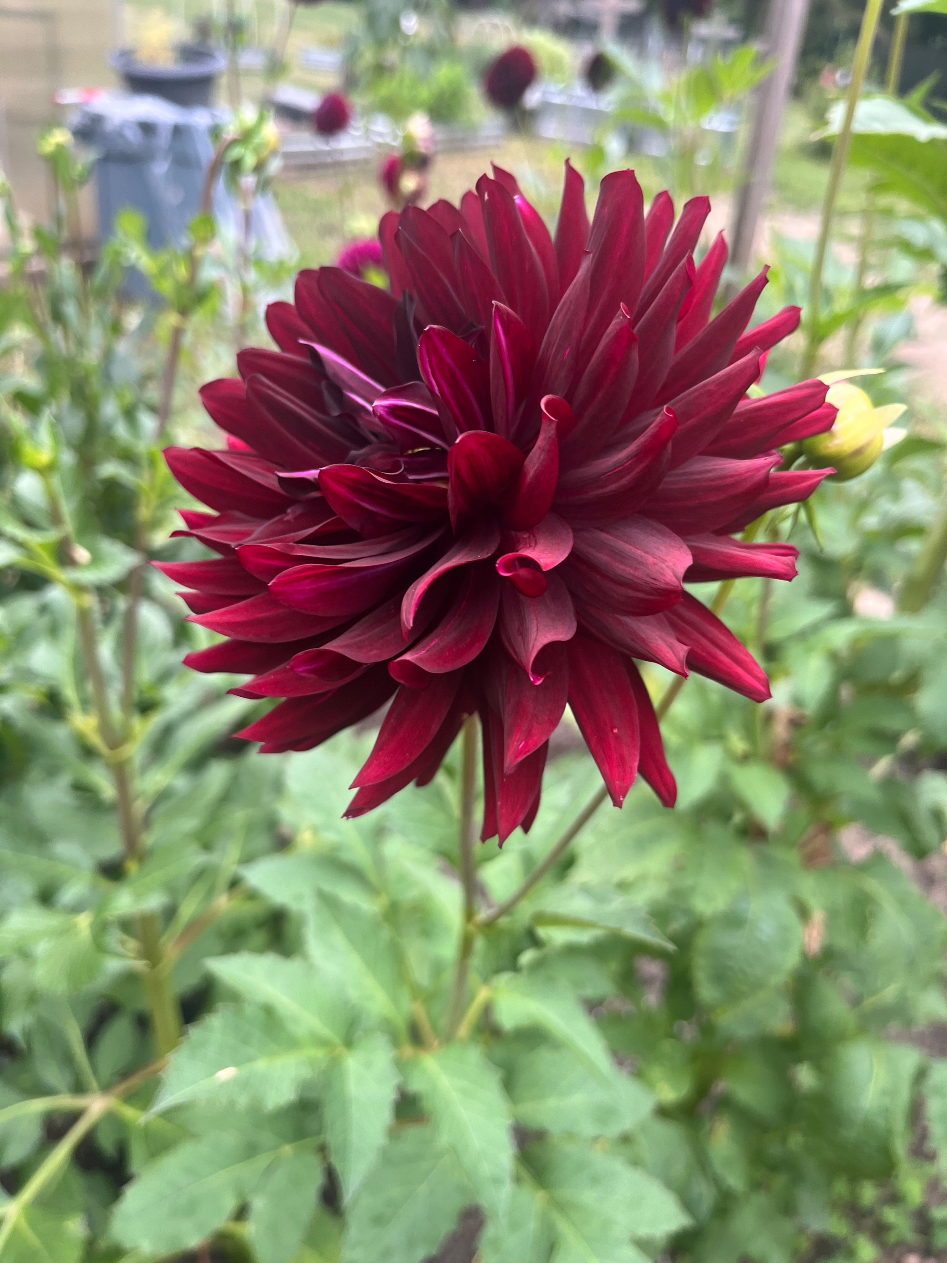 Hollyhill Black Beauty