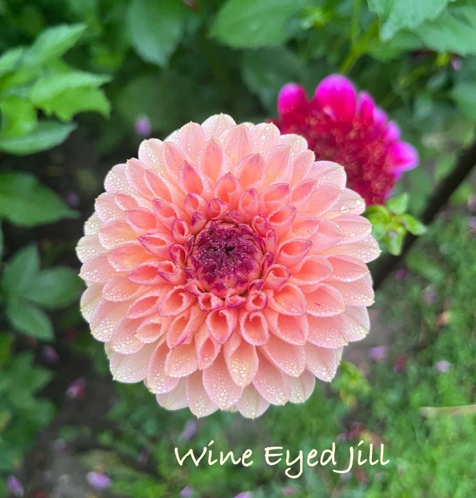 Wine Eyed Jill