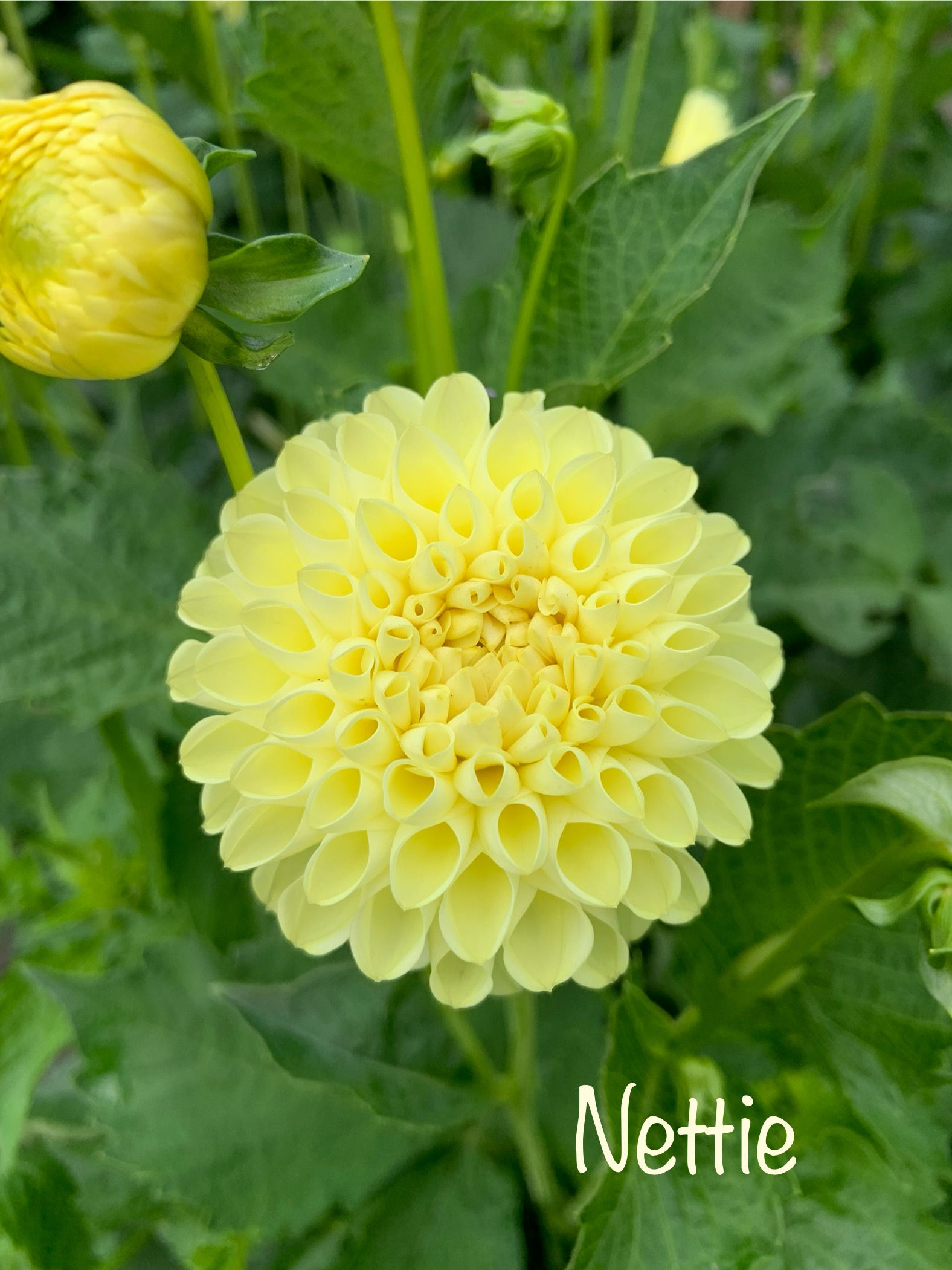 Nettie