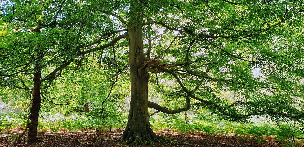 Grief Circle: Hope and Healing after Loss