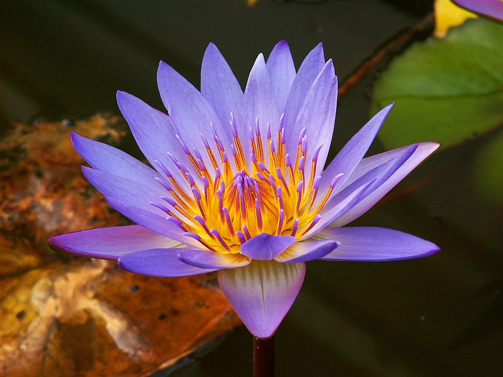 Local Nature