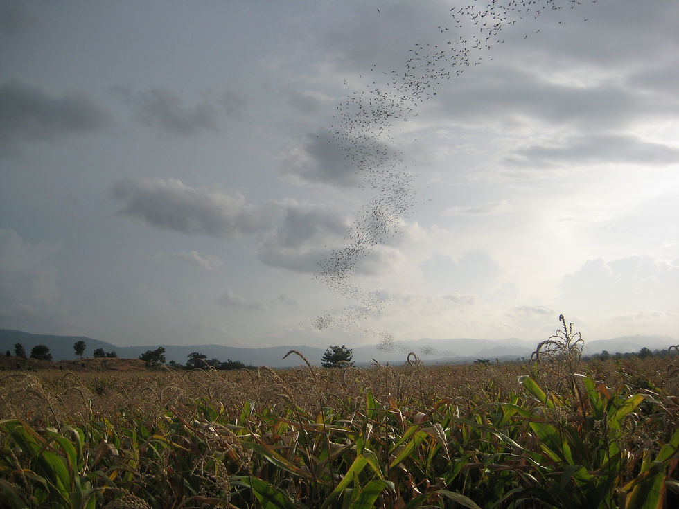 Bats at Sunset