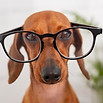 cute-dog-wearing-glasses.jpg