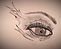 Zoomed photo of mermaid eye used as logo