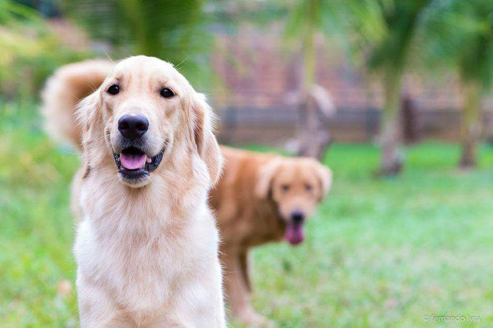 Map Golden Retriever Dog Kennel