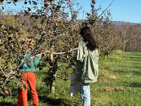 Nuestros Colaboradores: Stony Creek Orchard