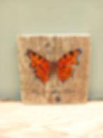 Comma Butterfly Painting on Cornish Driftwood