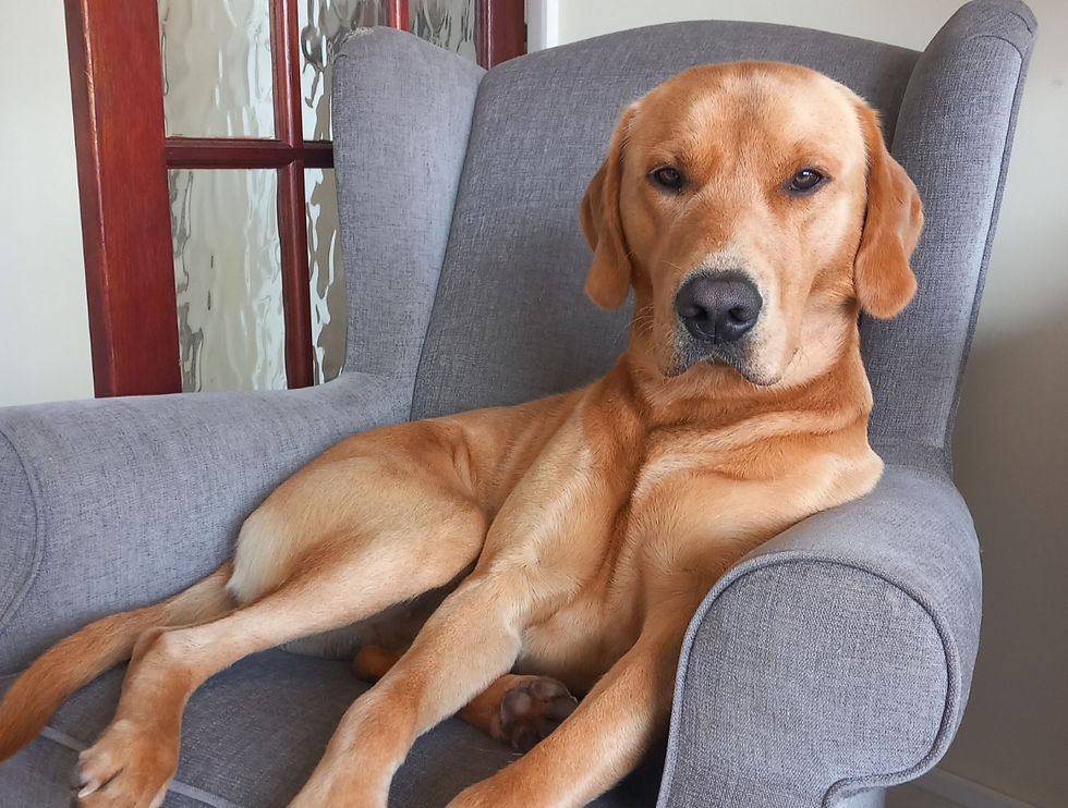 Close-up view of a colorful parrot perched on a branch