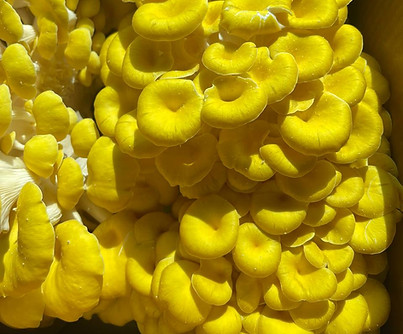 Golden oysters.jpg