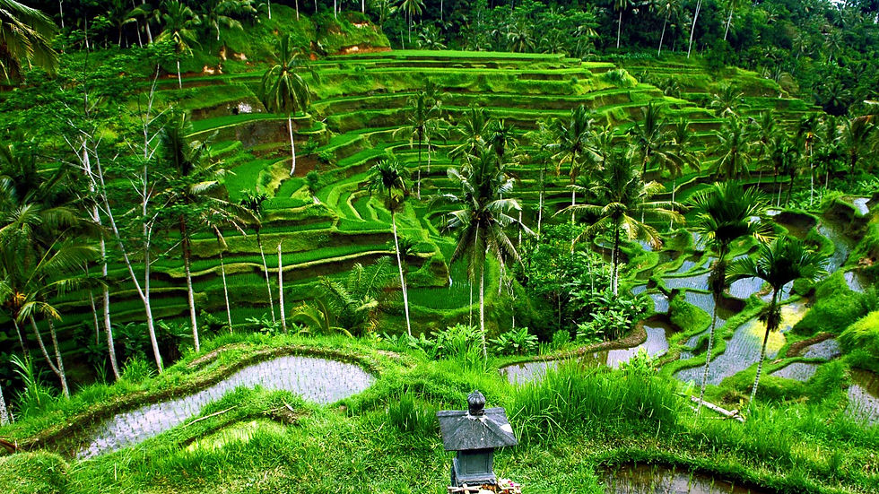 Ab September 2025 ist die Einreisekarte für Indonesien online verfügbar.