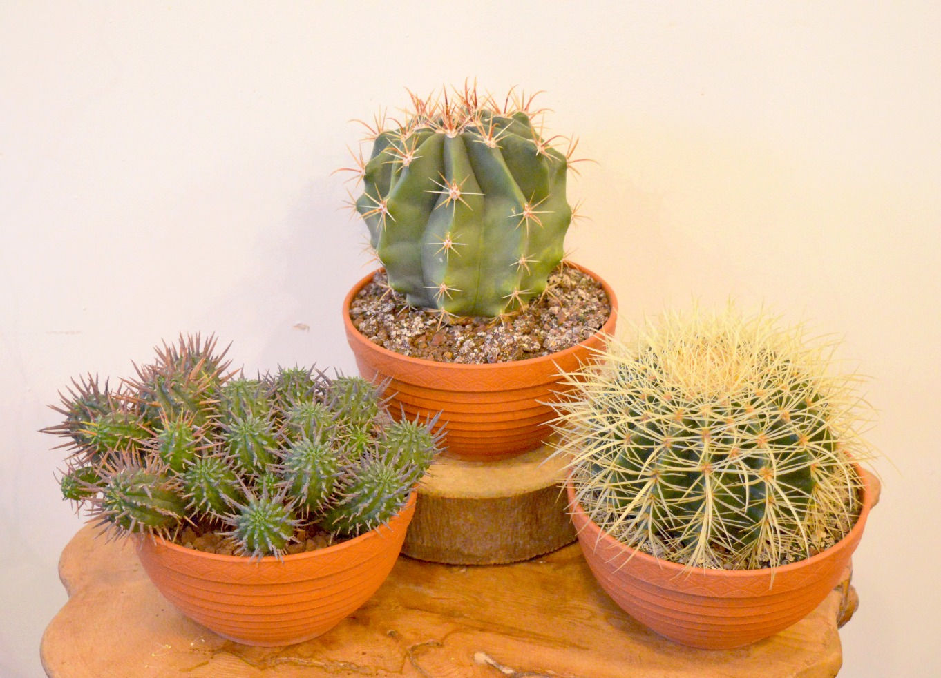 Mixed Cacti