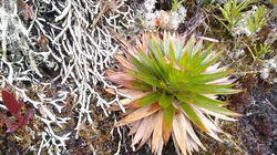 Frailejon