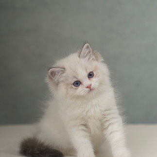 Hugo tilting his head with a gentle expression, showing his fluffy coat and charming personality.