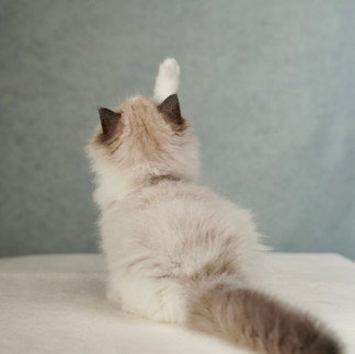 Seal bicolor female Ragdoll kitten Mona viewed from behind showing fluffy tail and balanced coat pattern, DreamiiDolls Ontario Canada
