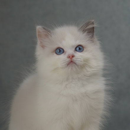 Close-up portrait of Ivy, a blue bicolor female Ragdoll kitten with bright blue eyes