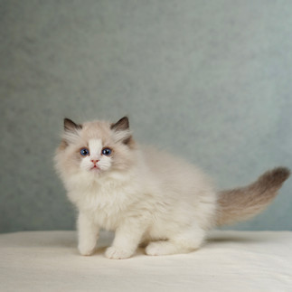 Blue-eyed seal bicolor Ragdoll kitten Poppy seated sideways with fluffy tail photographed in Ontario Canada