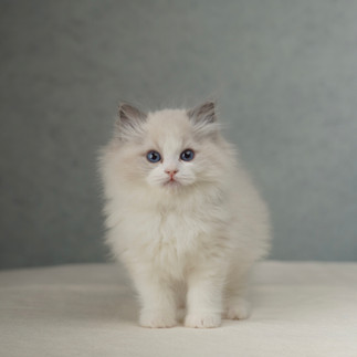 Seal bicolor male Ragdoll kitten Poppy sitting calmly with symmetrical facial markings