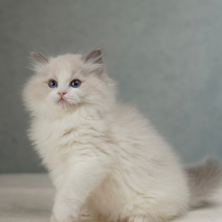 Seal bicolor male Ragdoll kitten Poppy sitting upright showing plush coat and balanced markings