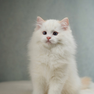 Close-up portrait of red flame bicolor Ragdoll kitten with blue eyes – DreamiiDolls.