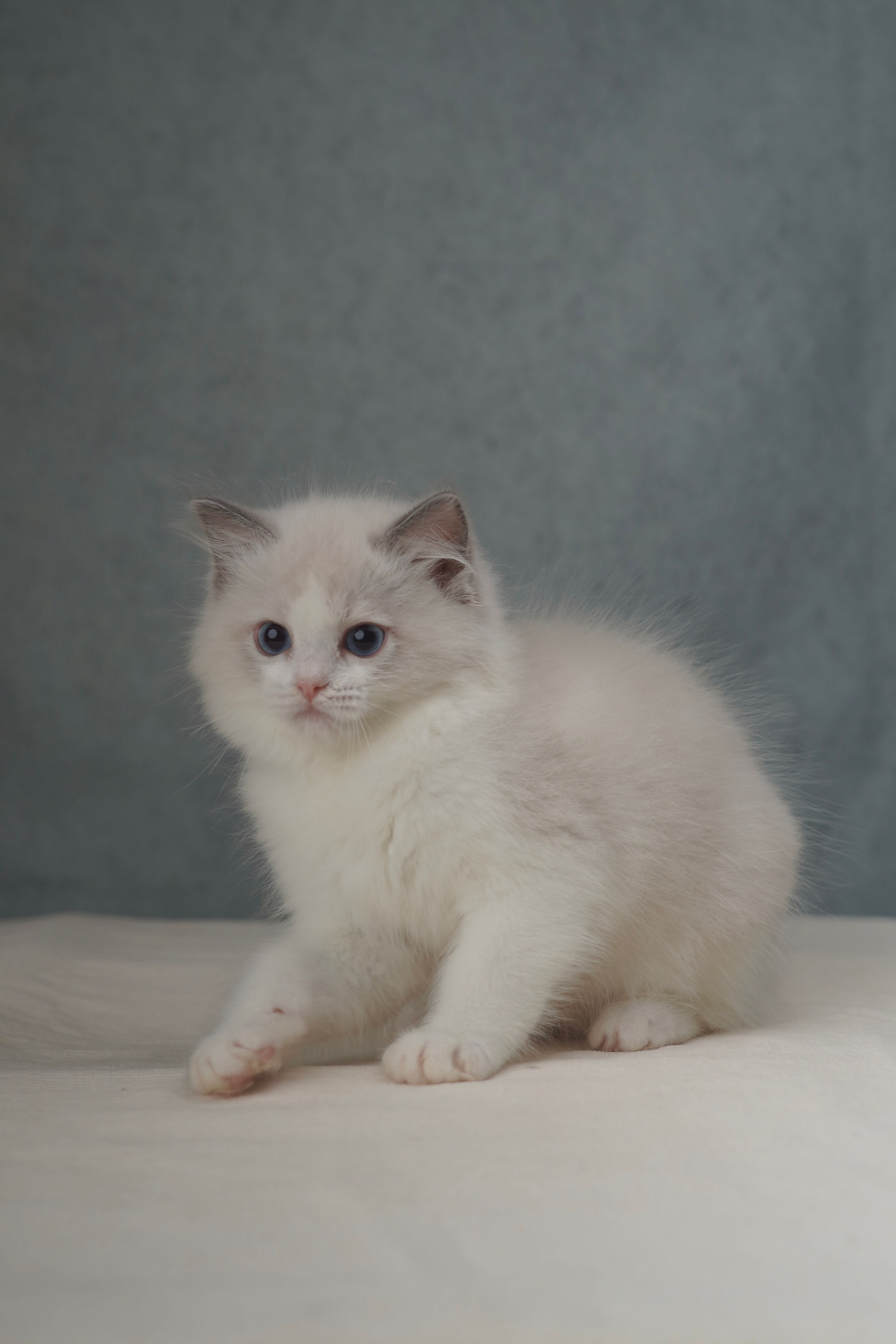 Apollo, a blue bicolor male Ragdoll kitten sitting in a studio portrait