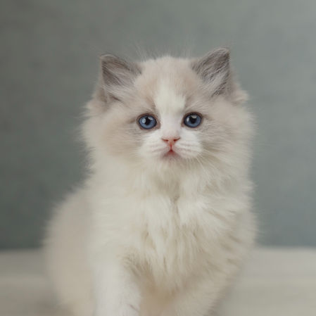 Blue bicolor Ragdoll kitten Coco with blue eyes, female kitten bred by DreamiiDolls Ragdoll Cattery in Ontario Canada