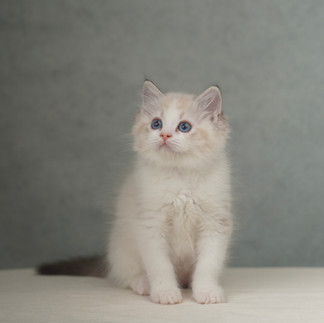 Archie sitting patiently, displaying his calm temperament and handsome Ragdoll features.