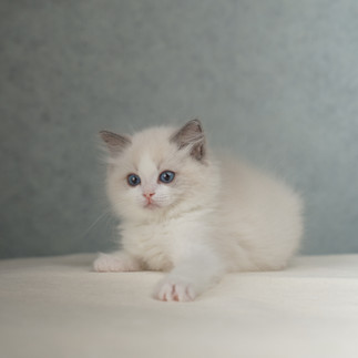 Blue bicolor Ragdoll kitten resting pose with soft blue eyes, plush coat, and balanced facial markings showcasing gentle companion qualities.