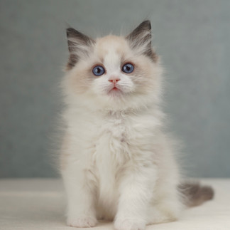Seal bicolor Ragdoll kitten centered portrait with elegant posture, vivid blue eyes, and refined companion quality.