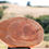 Thumbnail: Serving Platter:  Macrocarpa (Monterey Cypres) & Atlantic Calico Scallop