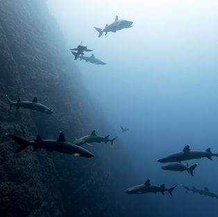 About fifteen whitetip sharks with the cliff like Roca Partida, Socorro