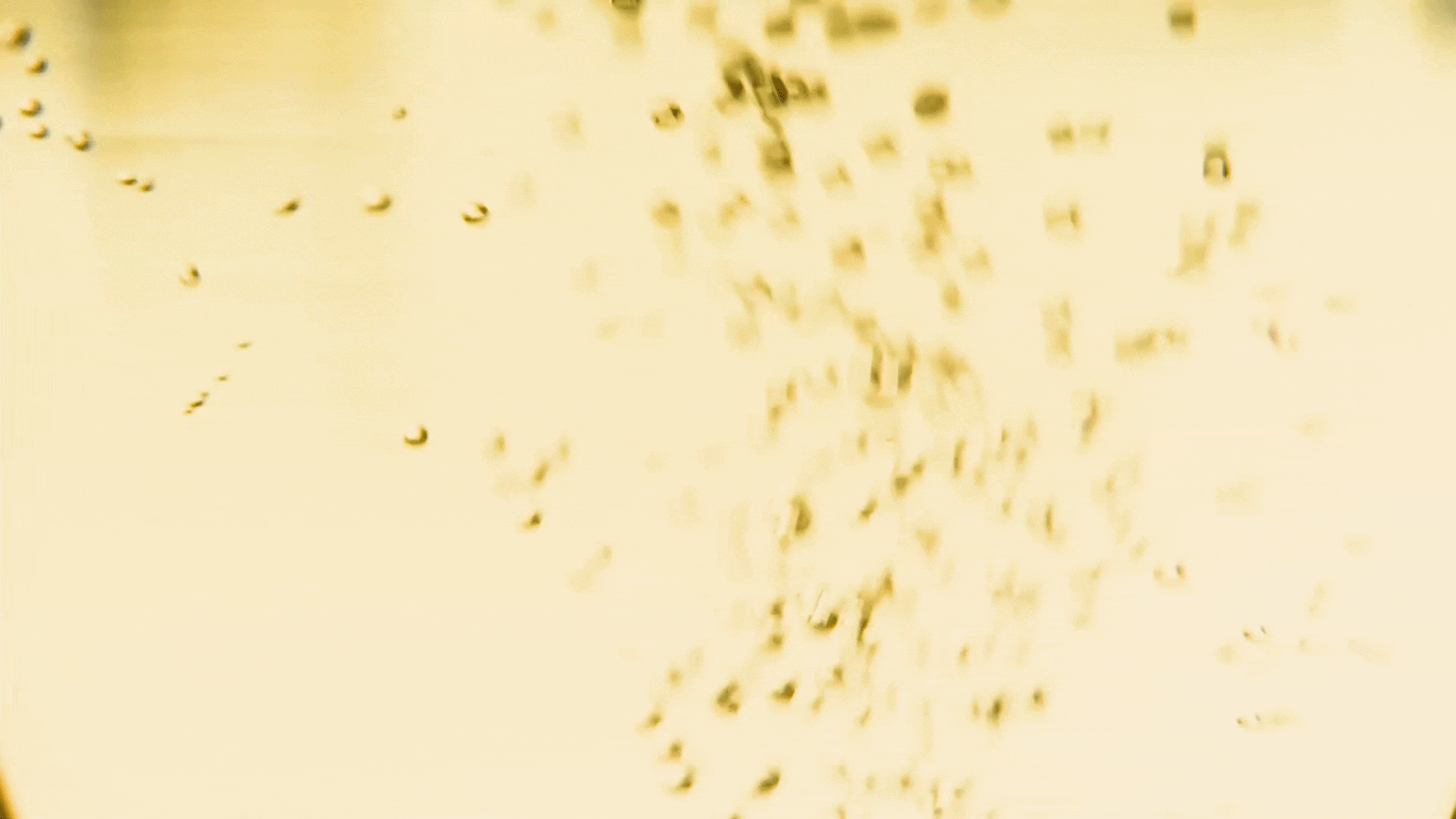 Sidra Catalana.gif