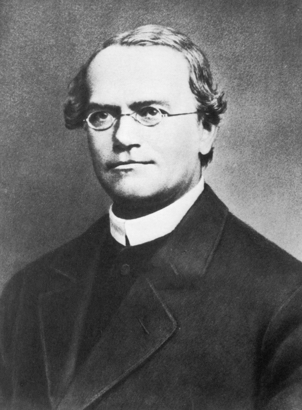 Mendel smile.GIF