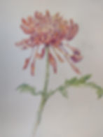 Anderson, Patricia A., Chrysanthemum, Dendranthema grandflora