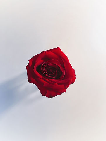 single-red-rose HD.jpeg