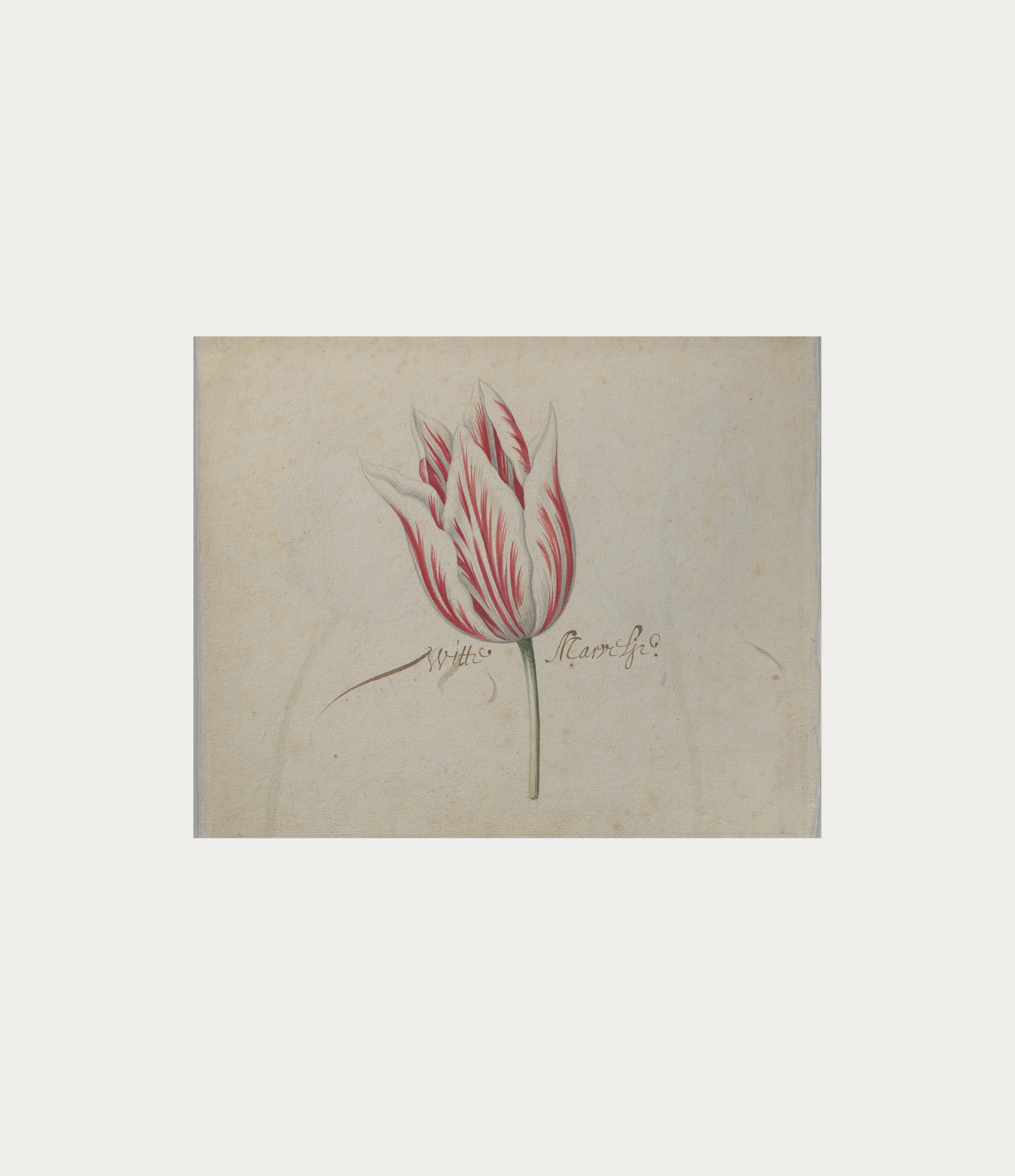 Affiches d’art vintage Une tulipe sans cadre par Artza & Co.