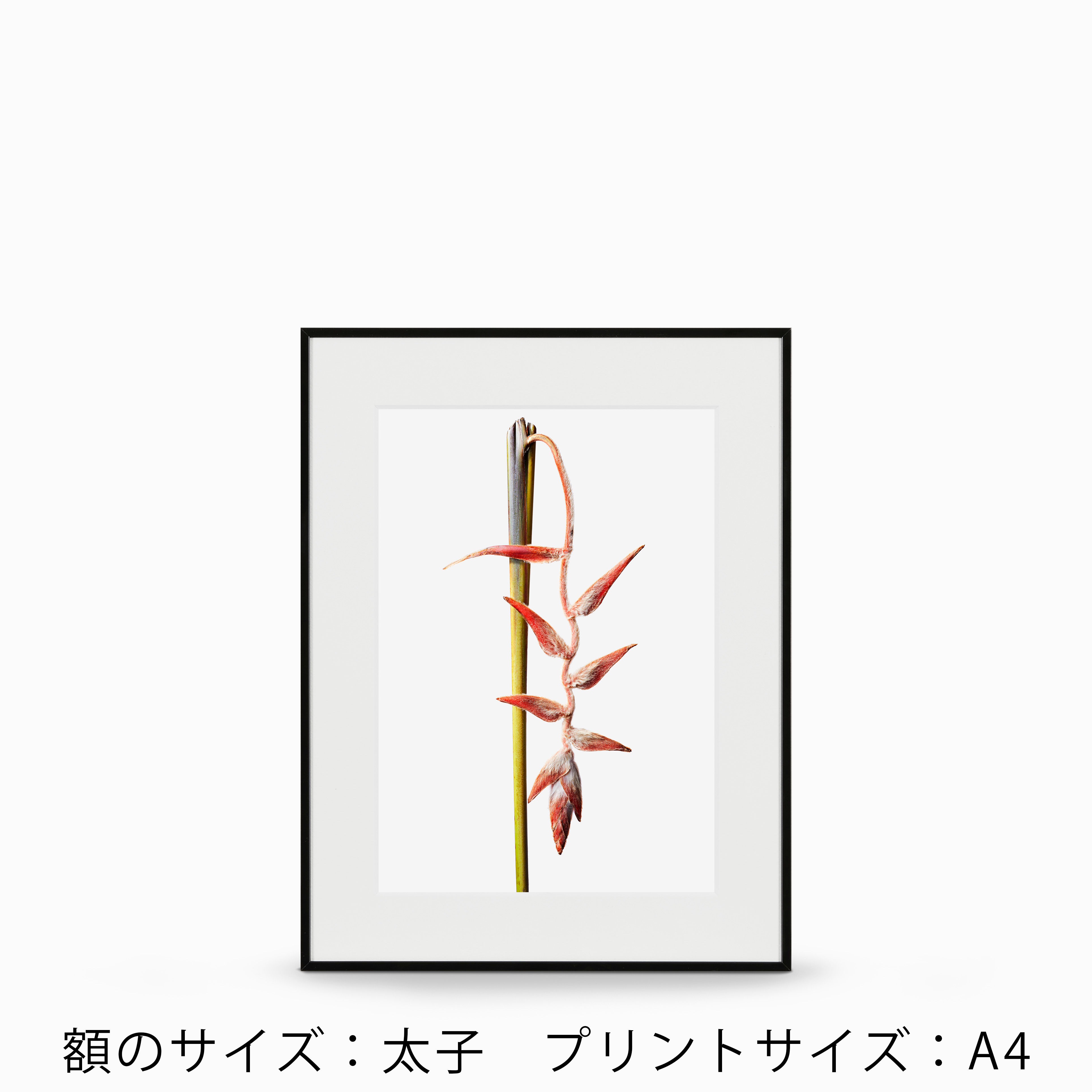 hiliconia 小 額装